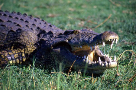 coccodrillo - Chobe National Park